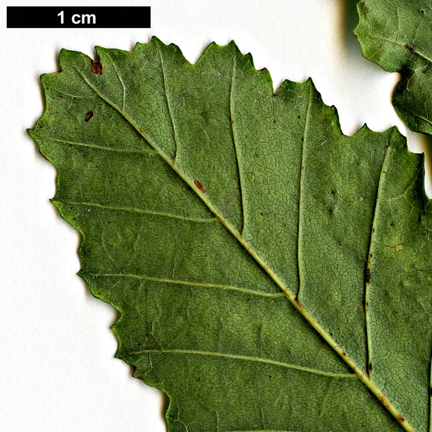 High resolution image: Family: Nothofagaceae - Genus: Nothofagus - Taxon: ×dodecaphleps (N.alpina × N.obliqua)